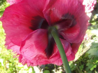 Inner Sense Intuitive Counselling Services