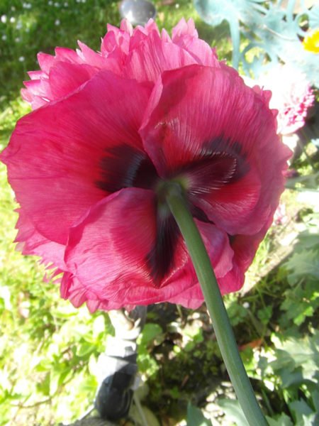 Inner Sense Intuitive Counselling Services