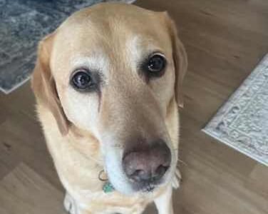 Reliable and trustworthy pet sitter