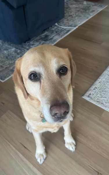 Reliable and trustworthy pet sitter