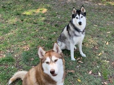 HOUSE SITTER/DOG WALKER