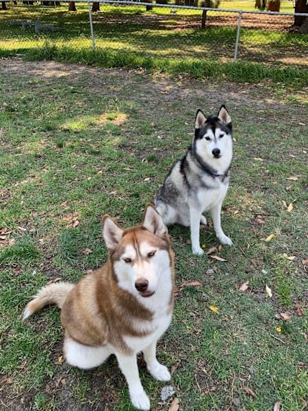 HOUSE SITTER/DOG WALKER